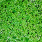 Pack De 10 Musgo Colchón De La Novia Cubresuelo Ornamental - Miniatura 1