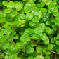 Pack De 10 Musgo Colchón De La Novia Cubresuelo Ornamental - Miniatura 2
