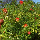 Granado En Flor Arbusto Ornamental Flor - Miniatura 1