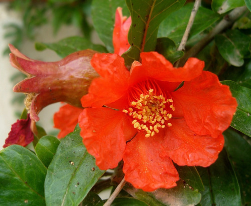 Granado En Flor Arbusto Ornamental Flor 2