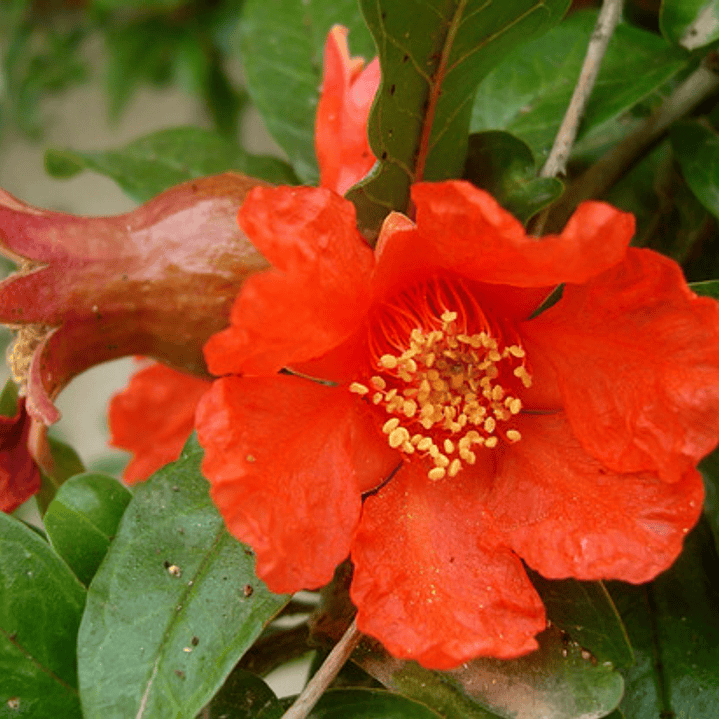 Granado En Flor Arbusto Ornamental Flor 2