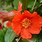 Granado En Flor Arbusto Ornamental Flor - Miniatura 2