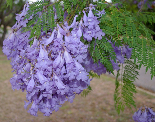 Jacaranda Árbol Ornamental 1