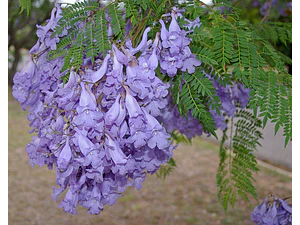 Jacaranda Árbol Ornamental
