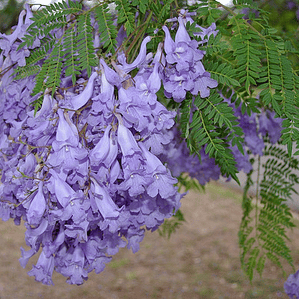 Jacaranda Árbol Ornamental