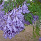 Jacaranda Árbol Ornamental - Miniatura 1