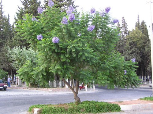 Jacaranda Árbol Ornamental 2