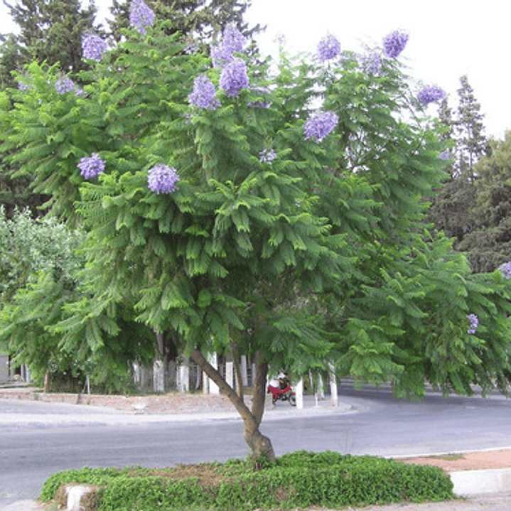 Jacaranda Árbol Ornamental 2