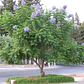 Jacaranda Árbol Ornamental - Miniatura 2
