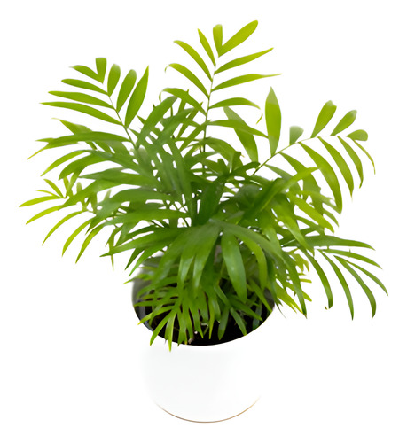 Palmera Interior Planta Árbol Ornamental 1