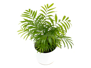 Palmera Interior Planta Árbol Ornamental