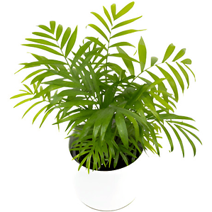 Palmera Interior Planta Árbol Ornamental