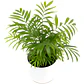 Palmera Interior Planta Árbol Ornamental - Miniatura 1