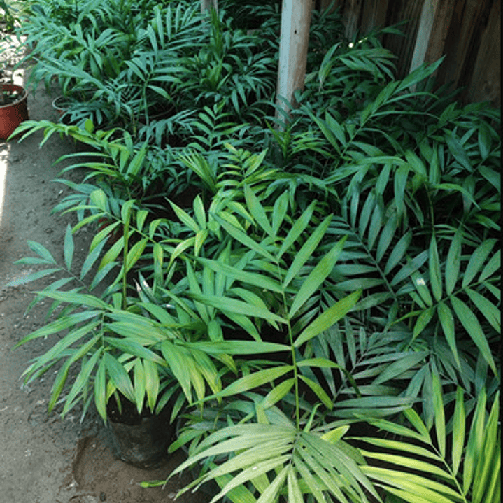 Palmera Interior Planta Árbol Ornamental 2