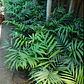 Palmera Interior Planta Árbol Ornamental - Miniatura 2