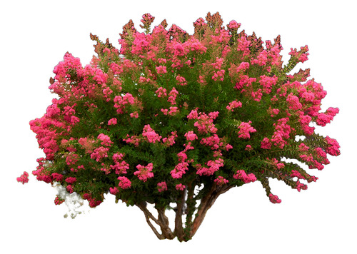 Crespón L Palo Alto Lagerstroemia Indica Flor Ornamental 1