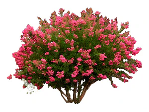 Crespón L Palo Alto Lagerstroemia Indica Flor Ornamental