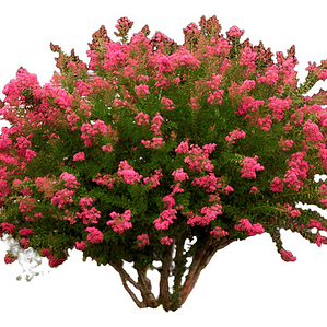 Crespón L Palo Alto Lagerstroemia Indica Flor Ornamental