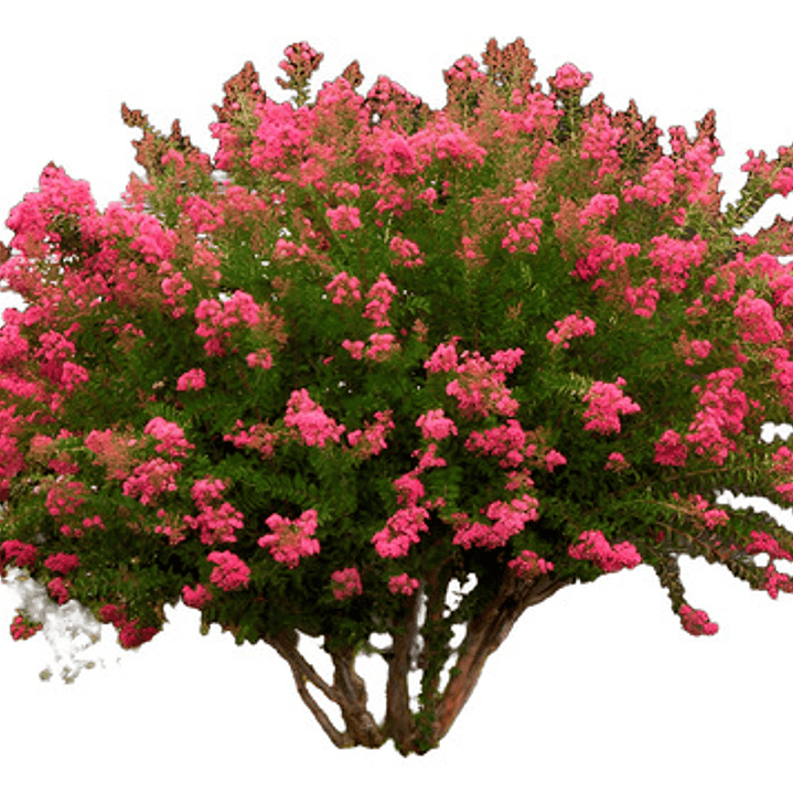 Crespón L Palo Alto Lagerstroemia Indica Flor Ornamental 1