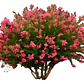 Crespón L Palo Alto Lagerstroemia Indica Flor Ornamental - Miniatura 1