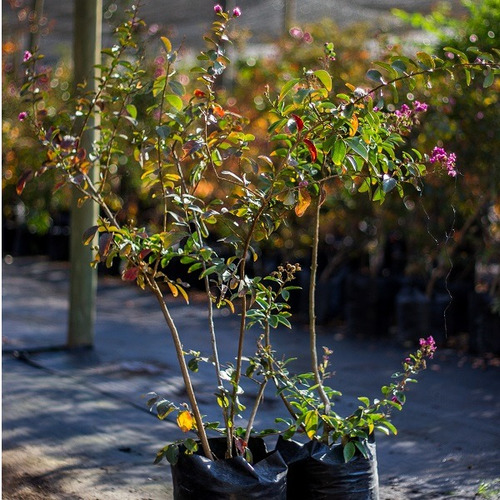 Crespón L Palo Alto Lagerstroemia Indica Flor Ornamental 2