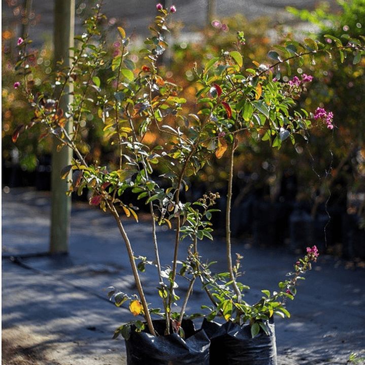 Crespón L Palo Alto Lagerstroemia Indica Flor Ornamental 2