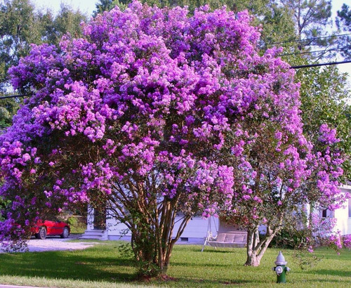 Crespón L Palo Alto Lagerstroemia Indica Flor Ornamental 3