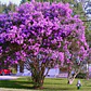 Crespón L Palo Alto Lagerstroemia Indica Flor Ornamental - Miniatura 3