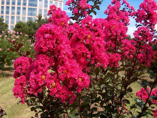 Crespón L Palo Alto Lagerstroemia Indica Flor Ornamental 4