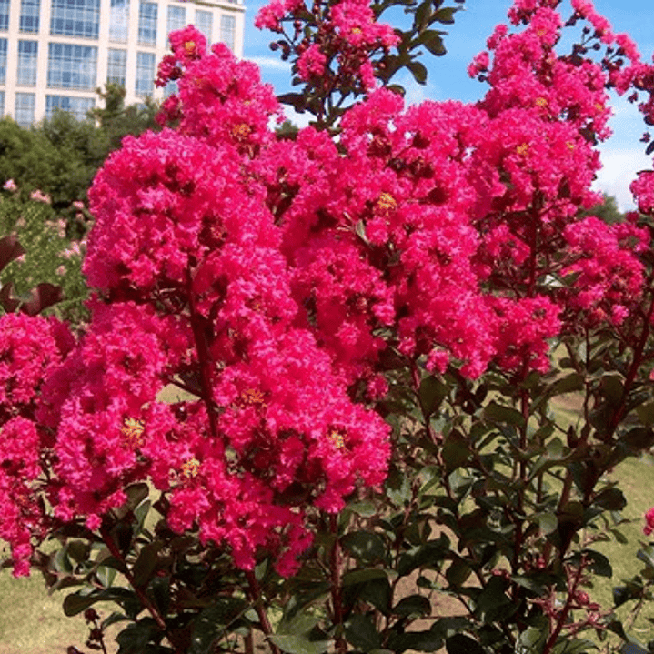 Crespón L Palo Alto Lagerstroemia Indica Flor Ornamental 4