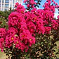 Crespón L Palo Alto Lagerstroemia Indica Flor Ornamental - Miniatura 4