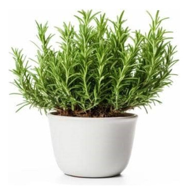 Romero Arbustivo Planta Aromática Ornamental 1