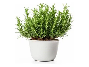 Romero Arbustivo Planta Aromática Ornamental