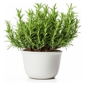 Romero Arbustivo Planta Aromática Ornamental