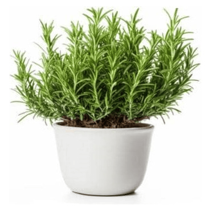 Romero Arbustivo Planta Aromática Ornamental 1