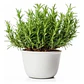Romero Arbustivo Planta Aromática Ornamental - Miniatura 1