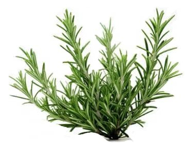 Romero Arbustivo Planta Aromática Ornamental 2