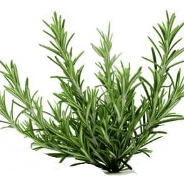 Romero Arbustivo Planta Aromática Ornamental 2