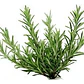 Romero Arbustivo Planta Aromática Ornamental - Miniatura 2