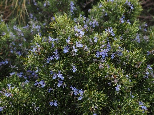 Romero Arbustivo Planta Aromática Ornamental 3