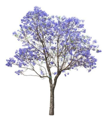 Jacarandá Árbol De 1,50 M Planta Ornamental 1