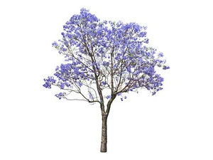 Jacarandá Árbol De 1,50 M Planta Ornamental