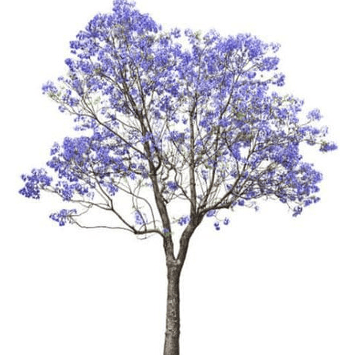 Jacarandá Árbol De 1,50 M Planta Ornamental 1