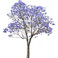 Jacarandá Árbol De 1,50 M Planta Ornamental - Miniatura 1