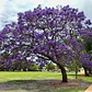 Jacarandá Árbol De 1,50 M Planta Ornamental - Miniatura 2