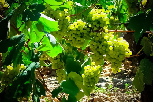 Parra De Uva Moscatel Blanca Árbol Frutal Injertado 1