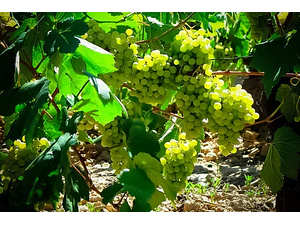 Parra De Uva Moscatel Blanca Árbol Frutal Injertado