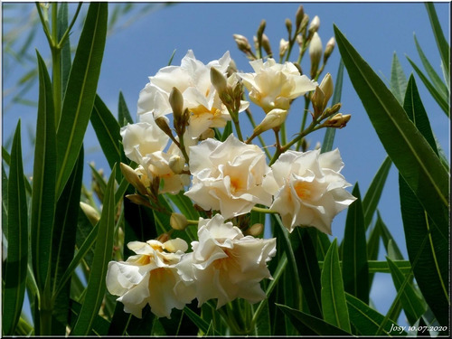 Laurel De Flor Amarillo Adelfa Arbusto Ornamental 1