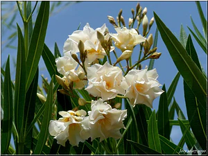 Laurel De Flor Amarillo Adelfa Arbusto Ornamental