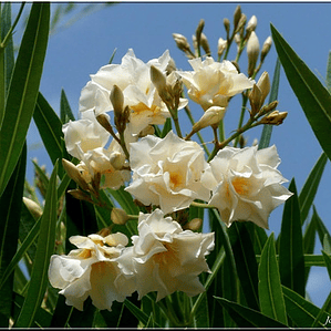 Laurel De Flor Amarillo Adelfa Arbusto Ornamental
